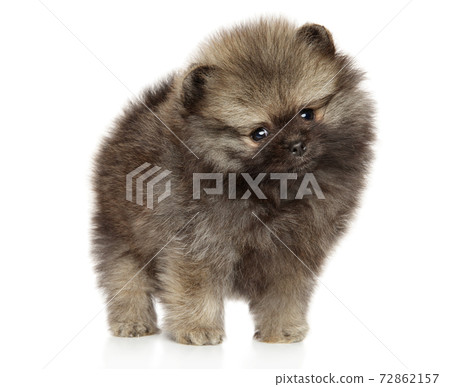 Pomeranian Spitz puppy Pomeranian Spitz puppy 72862157