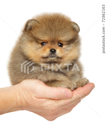 Spitz puppy in hands, on white background Spitz puppy in hands, on white background 72862163