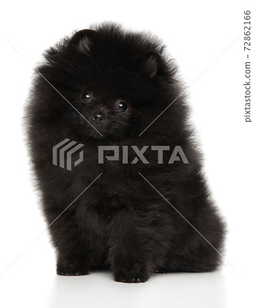 Cute Black Pomeranian puppy 72862166