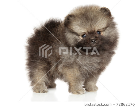 Pomeranian Spitz puppy Pomeranian Spitz puppy 72862170