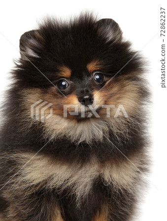 pomeranian miniature