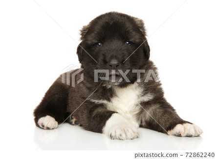 Caucasian shepherd puppy on white background Caucasian shepherd puppy on white background 72862240