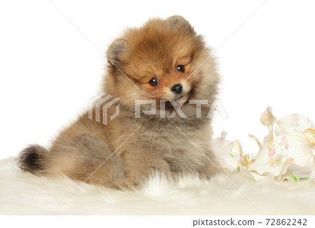 Pomeranian Spitz puppy Pomeranian Spitz puppy 72862242