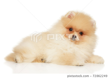 Pomeranian puppy lies on a white background Pomeranian puppy lies on a white background 72862249