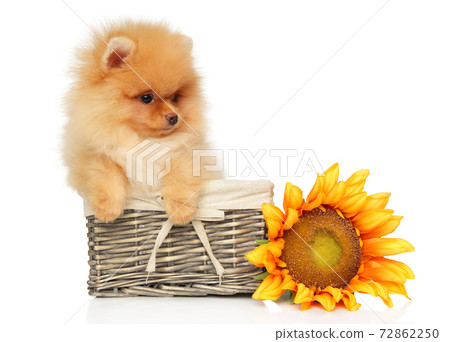 Omeranian puppy in a wicker basket with a huge sunflower Omeranian puppy in a wicker basket with a huge sunflower 72862250