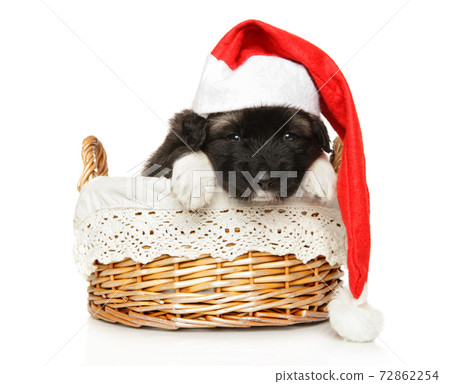 Caucasian shepherd puppy in wicker basket 72862254