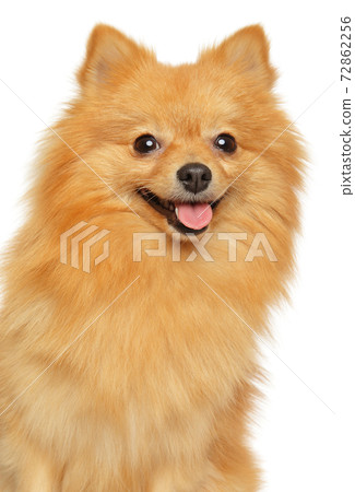 Portrait of a happy German Spitz 72862256