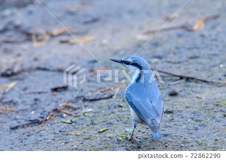 Nuthatch to go down to the ground and look for food Nuthatch to go down to the ground and look for food 72862290