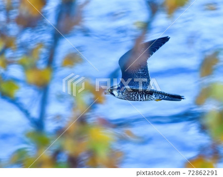 Collaboration scene with yellow leaves of Hobby, which flies calmly against the blue sea @ Hokkaido 72862291