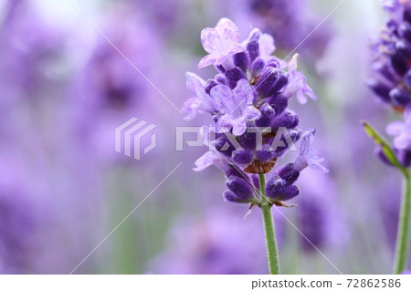 薰衣草花特寫紫色藥草 薰衣草花特寫紫色藥草 72862586