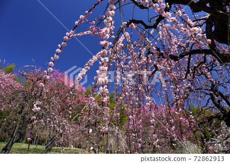 Colorful weeping plums Colorful weeping plums 72862913