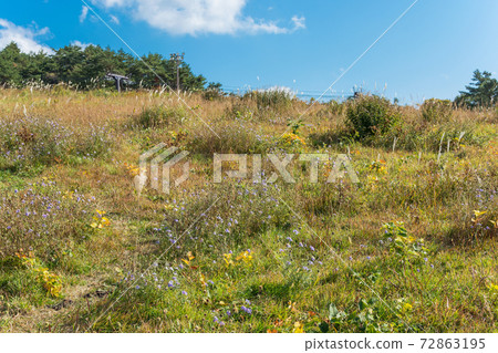 Fresh autumn flowers bloom in Daisen Masumizu Highlands, Tottori Prefecture 72863195