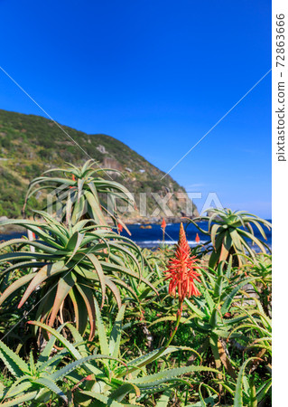 Shizuoka_Izu Shimoda Aloe flowers 72863666