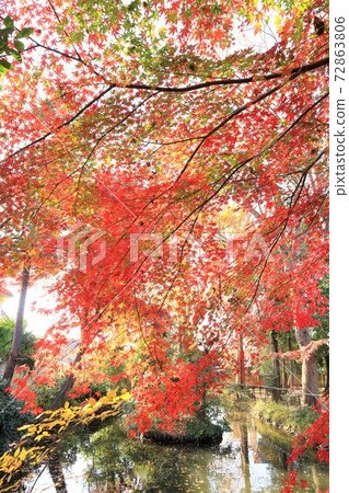 Autumn leaves Autumn leaves 72863806