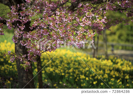 Shobara國家比基塔山公園的春天景色 Shobara國家比基塔山公園的春天景色 72864286