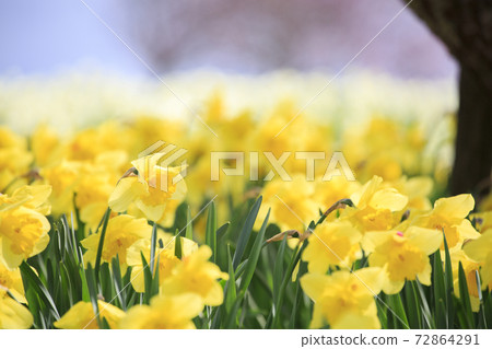 Shobara國家Bikita山公園的水仙花園 72864291