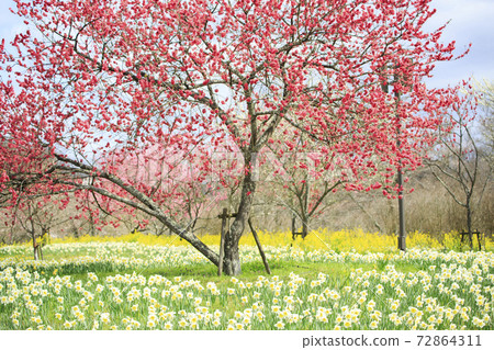 Shobara國家Bikita山公園的水仙花園 72864311