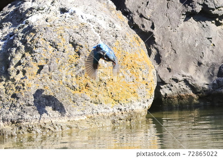 Kingfish Dive Kingfish Dive 72865022