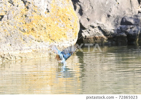 Kingfish Dive Kingfish Dive 72865023