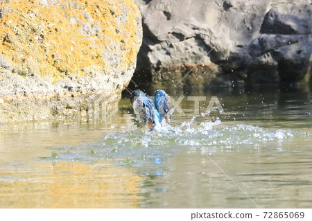 Kingfish Dive 72865069