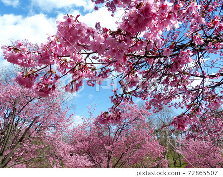 岡崎櫻宴 72865507