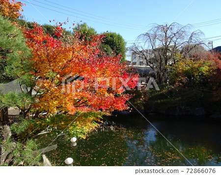 擁有美麗劍,秋葉和池塘的秋天名次花園與池塘春天之旅的日本庭園 擁有美麗劍,秋葉和池塘的秋天名次花園與池塘春天之旅的日本庭園 72866076