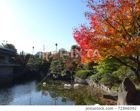 Autumn Mejiro Garden with beautiful swords, autumn leaves and ponds Japanese garden with a pond tour Autumn Mejiro Garden with beautiful swords, autumn leaves and ponds Japanese garden with a pond tour 72866092