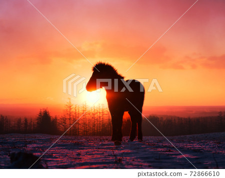 朝日和馬匹 72866610