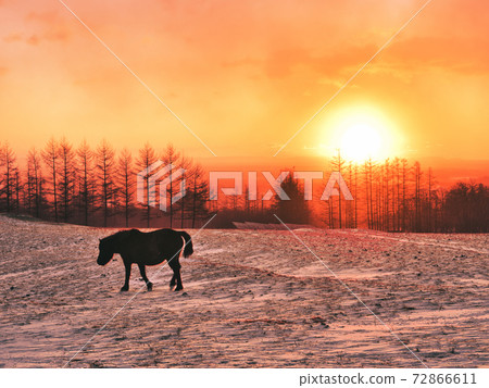 朝日和馬匹 72866611