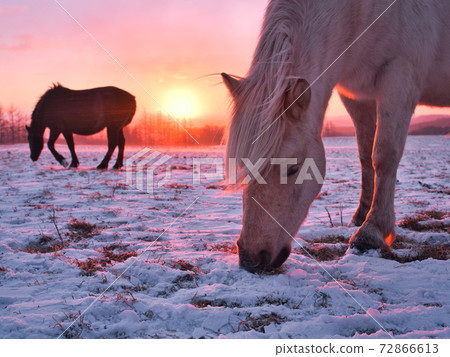 朝日和馬匹 朝日和馬匹 72866613