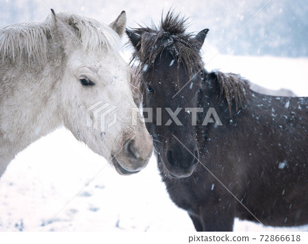 北海道冬季兒童 72866618