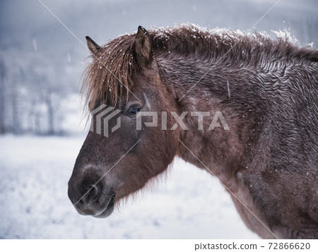 北海道冬季兒童 北海道冬季兒童 72866620