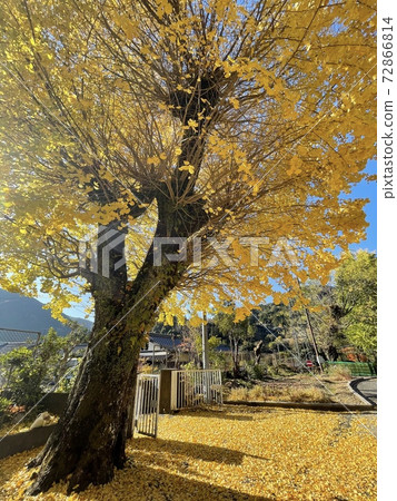 在銀杏下... 72866814