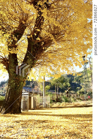 在銀杏下... 72866827