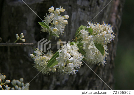 Sawafutagi Sawafutagi 72866862