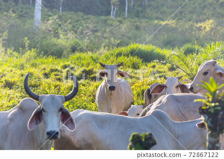 White cow White cow 72867122