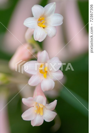 a Oxalis violacea perennial plant of flower bed a Oxalis violacea perennial plant of flower bed 72867306