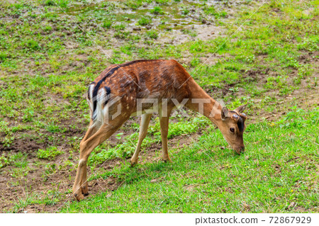 Young deer grazing on a green meadow Young deer grazing on a green meadow 72867929