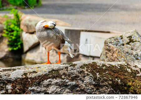 Bar-headed goose (Anser indicus) standing on a stone 72867946