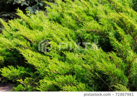 Natural background of the green juniper bushes 72867981
