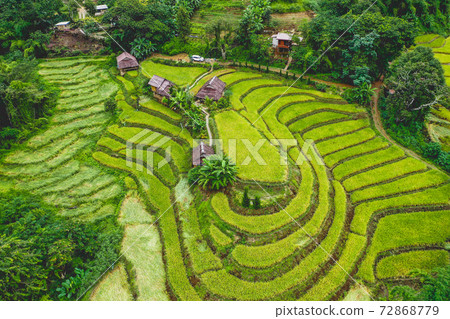 Rice Terraces in Doi inthanon national park in chiang Mai province, Thailand 72868779