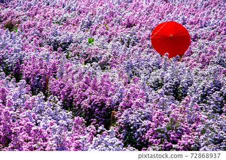 Flower Farm in Chiang Mai Province, Thailand Flower Farm in Chiang Mai Province, Thailand 72868937