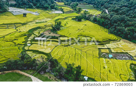 Rice Terraces in Doi inthanon national park in chiang Mai province, Thailand Rice Terraces in Doi inthanon national park in chiang Mai province, Thailand 72869003