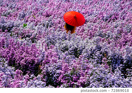 Flower Farm in Chiang Mai Province, Thailand Flower Farm in Chiang Mai Province, Thailand 72869018