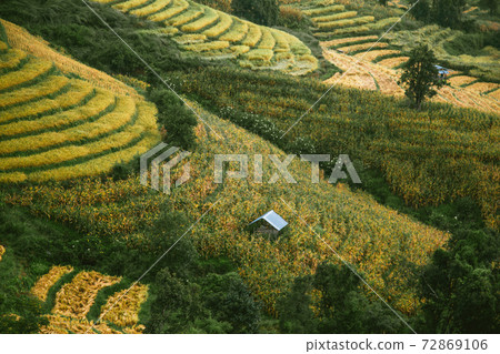 Landscape of Rice terraces on mountain at Ban Pa Pong Piang, Doi inThanon, Chiang Mai, Thailand Landscape of Rice terraces on mountain at Ban Pa Pong Piang, Doi inThanon, Chiang Mai, Thailand 72869106