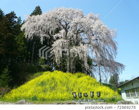 在戰場上垂櫻(福島縣日本松市) 在戰場上垂櫻(福島縣日本松市) 72869278