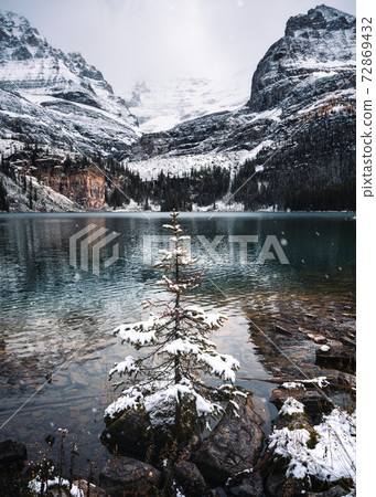 Snow covered pine tree with blizzard in valley on lake Snow covered pine tree with blizzard in valley on lake 72869432