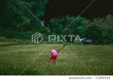 Rice Terraces in Doi inthanon national park in chiang Mai province, Thailand 72869544