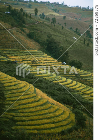 Landscape of Rice terraces on mountain at Ban Pa Pong Piang, Doi inThanon, Chiang Mai, Thailand 72869578