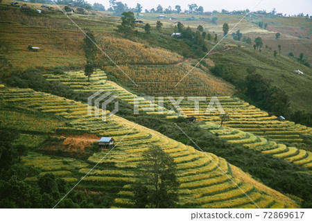 Landscape of Rice terraces on mountain at Ban Pa Pong Piang, Doi inThanon, Chiang Mai, Thailand 72869617